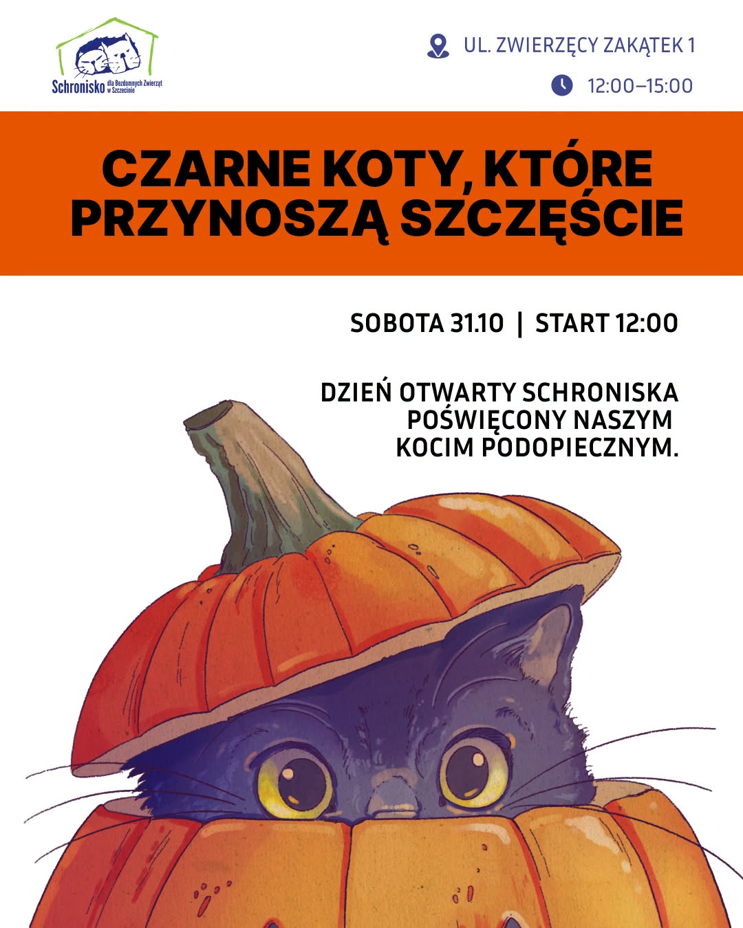 Halloween z czarnym kotem