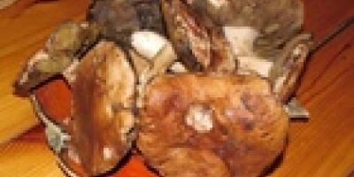 Na grzyby - poradnik